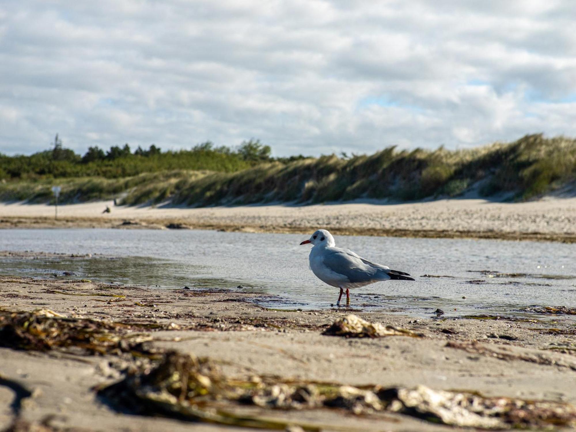 Bickbeeren Fewo Bickbeeren Barbara Whg 5 Дирхаген Экстерьер фото